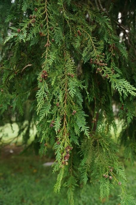 w jakiej odległości sadzić tuje od płotu